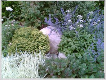 Glacial boulder surrounded by herbaceous planting